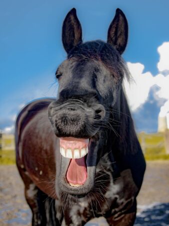 Black Fresian mare facing the camera with mouth open and upper teeth showing (possibly yawning).