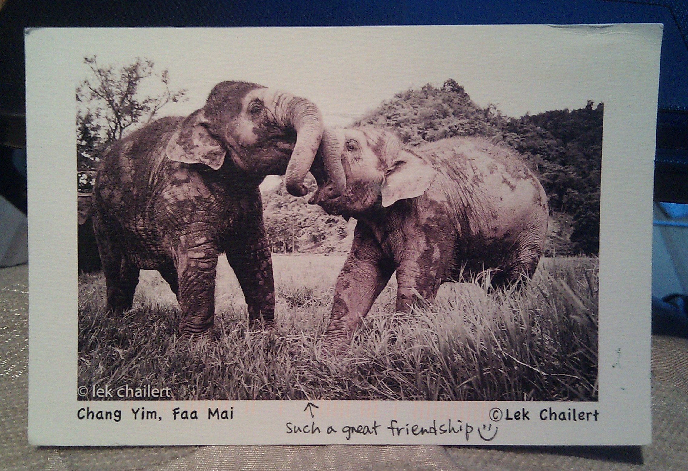 From the Elephant Nature Park, but Lek Chailert