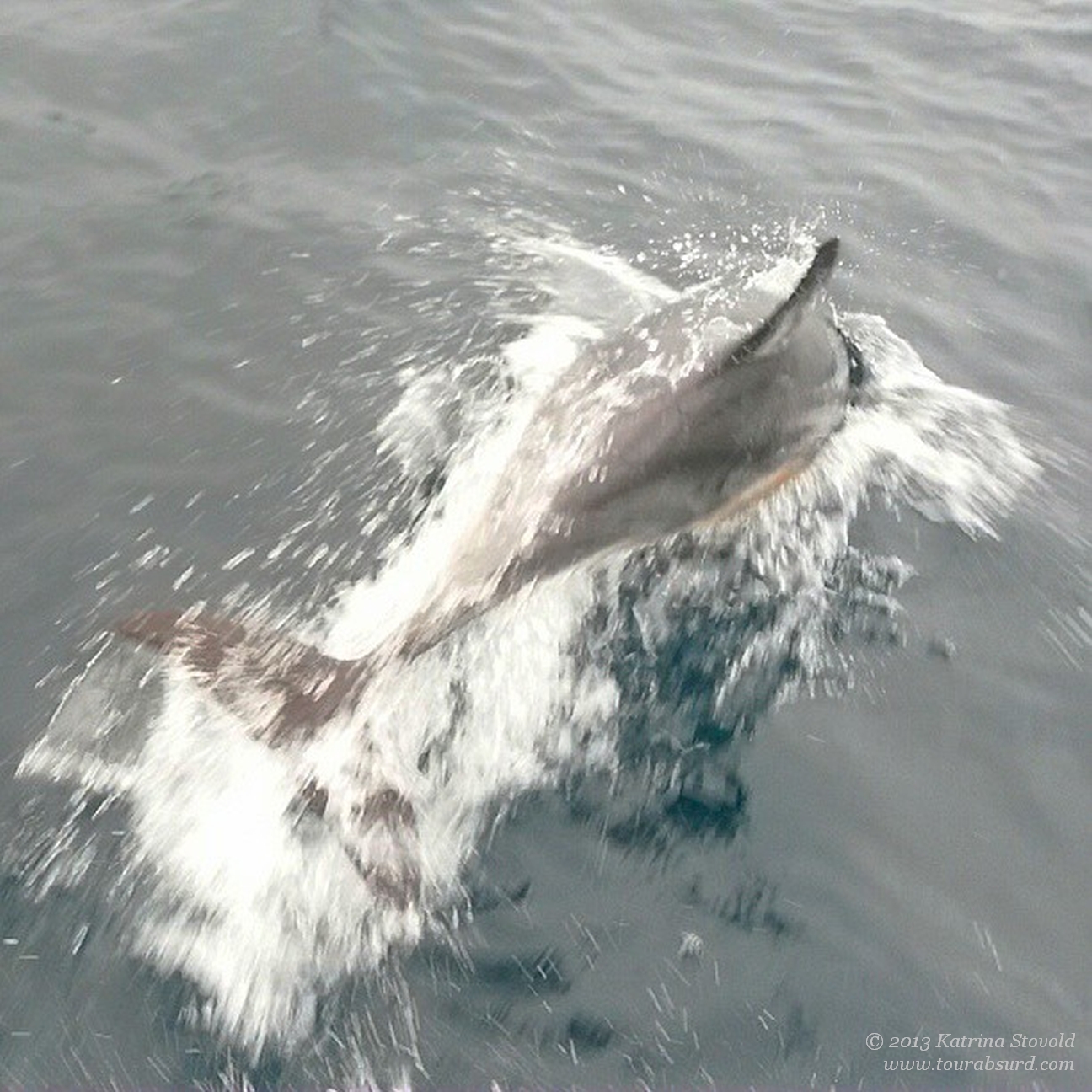 Hello, lovely dolphin!